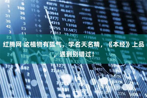 红腾网 这植物有狐气，学名天名精，《本经》上品，遇到别错过！